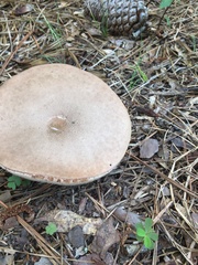 Tylopilus felleus