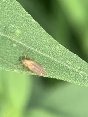Tenebrionoidea