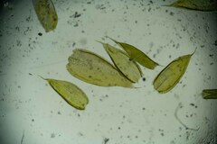 Plagiothecium piliferum