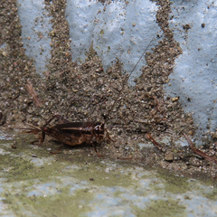 Gryllidae