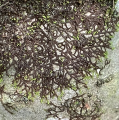 Frullania eboracensis