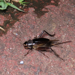 Teleogryllus emma