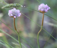 Armeria maritima