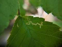 Stigmella apicialbella