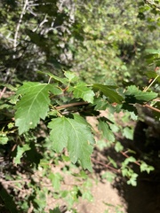Acer glabrum
