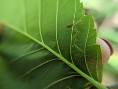 Stigmella apicialbella