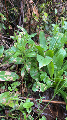 Viola arvensis