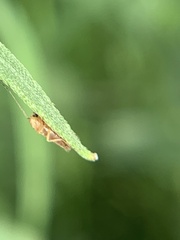 Tenebrionoidea