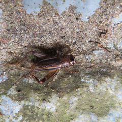 Gryllidae
