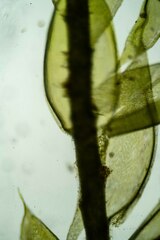 Plagiothecium piliferum