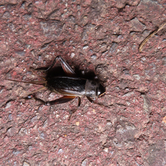 Teleogryllus emma