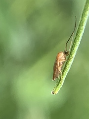 Tenebrionoidea