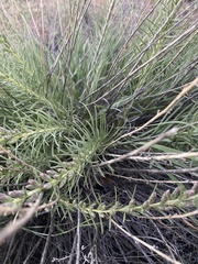 Liatris punctata