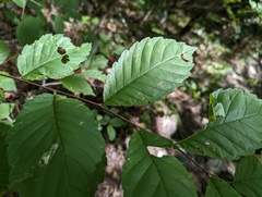 Ulmus rubra