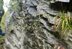 Anticlea elegans glauca