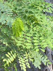 Leucaena retusa