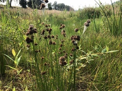 Juncus bolanderi