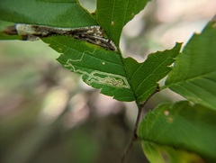 Stigmella apicialbella