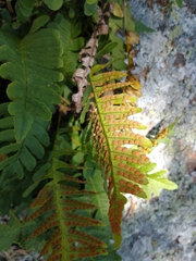 Polypodium virginianum