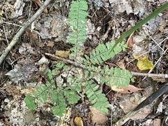 Adiantum pedatum