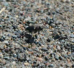 Cicindela duodecimguttata