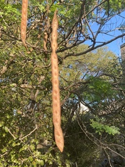 Leucaena retusa