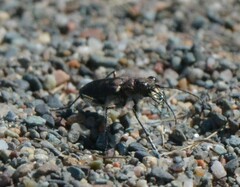 Cicindela duodecimguttata