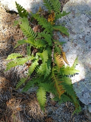 Polypodium virginianum