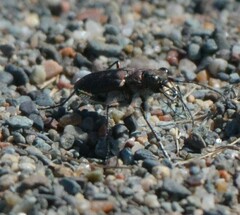 Cicindela duodecimguttata
