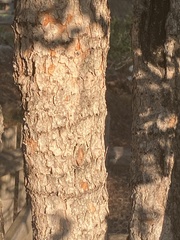 Leucaena retusa