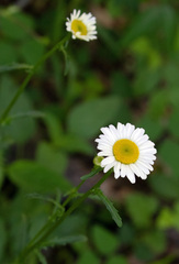 Leucanthemum