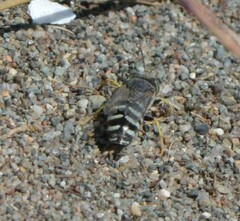 Bembix americana spinolae