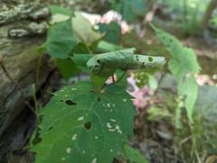 Tortricoidea