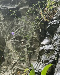 Campanula rotundifolia