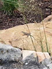 Sceloporus consobrinus