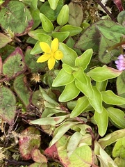 Lysimachia azorica