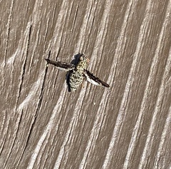 Callopistromyia strigula