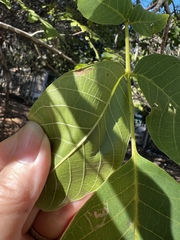 Stigmella prunifoliella