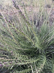 Liatris punctata