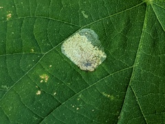 Phyllonorycter lucetiella