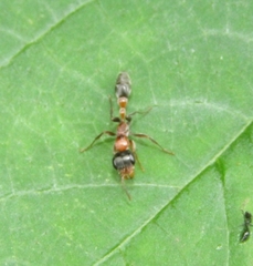 Pseudomyrmex gracilis