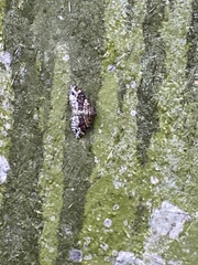 Xanthorhoe ferrugata