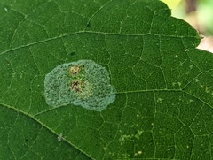 Phyllonorycter tiliacella