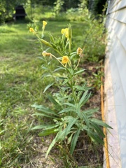 Oenothera parviflora