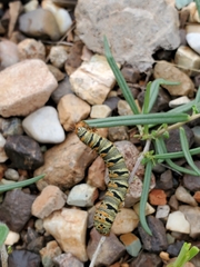 Euscirrhopterus gloveri