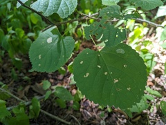 Phyllonorycter tiliacella