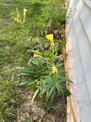 Oenothera parviflora