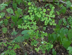 Thalictrum dioicum