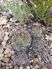 Coryphantha macromeris macromeris