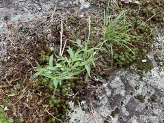 Dichanthelium acuminatum